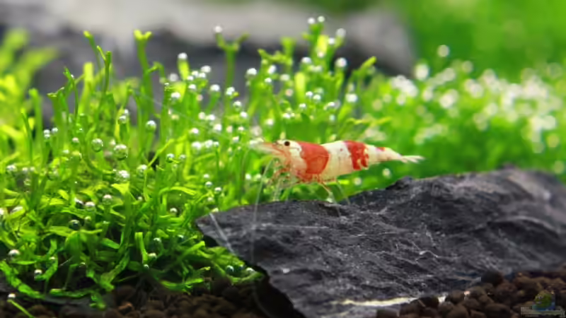 Crystal Red von aquaScaper (7)