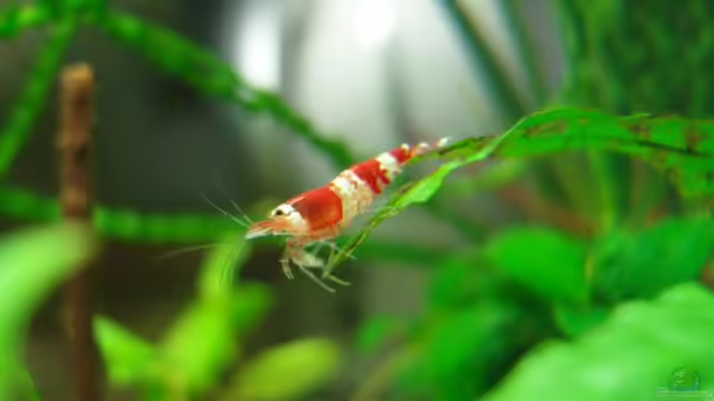 Crystal Red von Dundee (5)