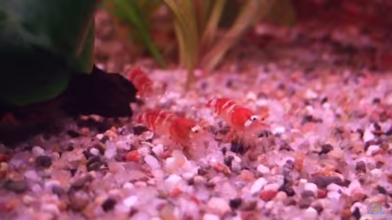 Crystal Red von Frank Seifarth (5)