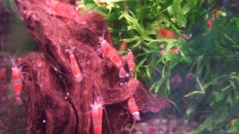 Crystal Red von Frank Seifarth (6)