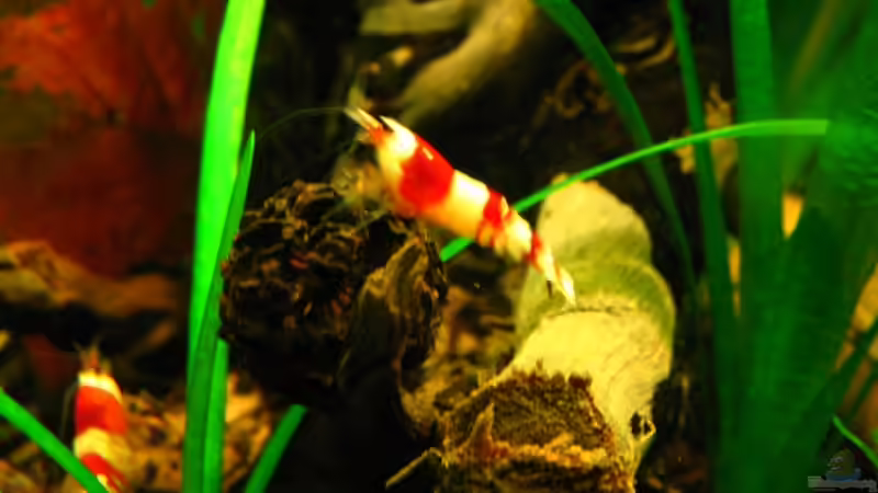 Crystal Red von Niko Toumanidis (21)