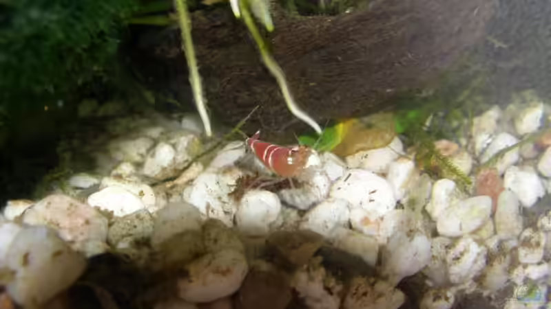 Crystal Red von SeLo (16)