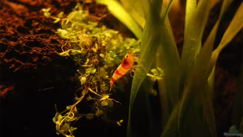 Crystal Red von senf.. (13)