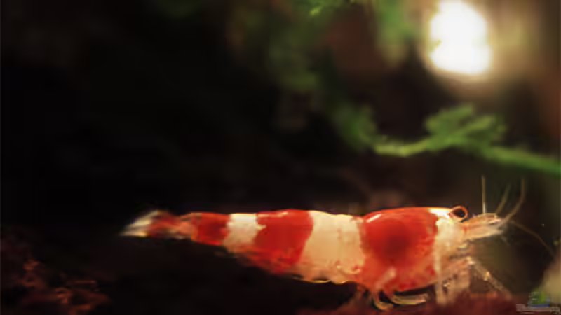 Crystal Red von senf.. (15)