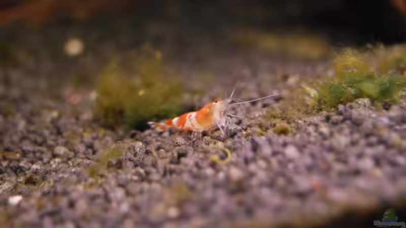 Crystal Red von Tobse (8)