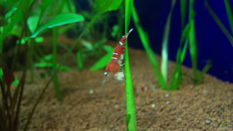 Crystal red von Uwe Trauernicht (10)