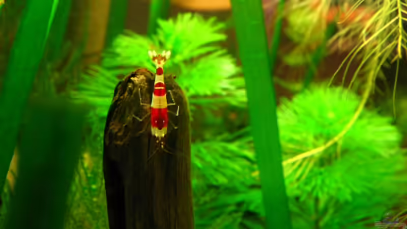 Einrichtungsbeispiele mit Caridina cantonensis Crystal Red (Kristallrote Zwerggarnele)