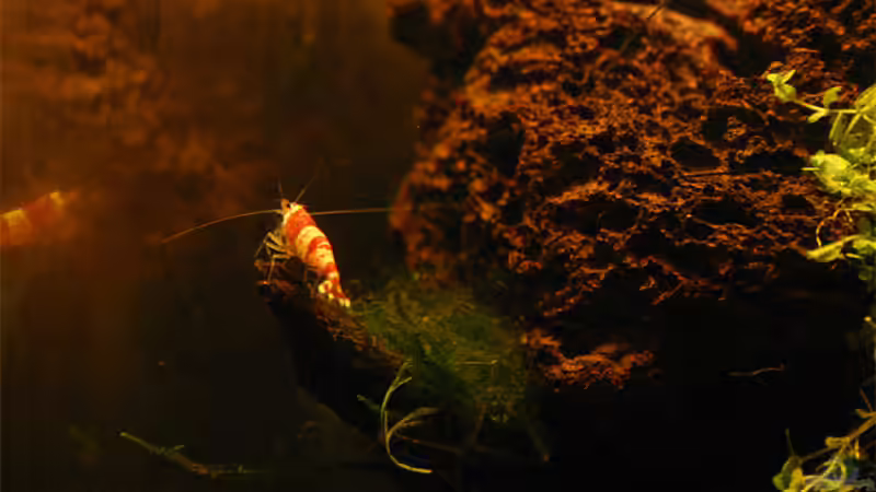 Einrichtungsbeispiele mit Caridina cantonensis Crystal Red (Kristallrote Zwerggarnele)