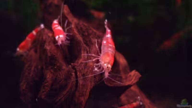 Einrichtungsbeispiele mit Caridina cantonensis Crystal Red (Kristallrote Zwerggarnele)