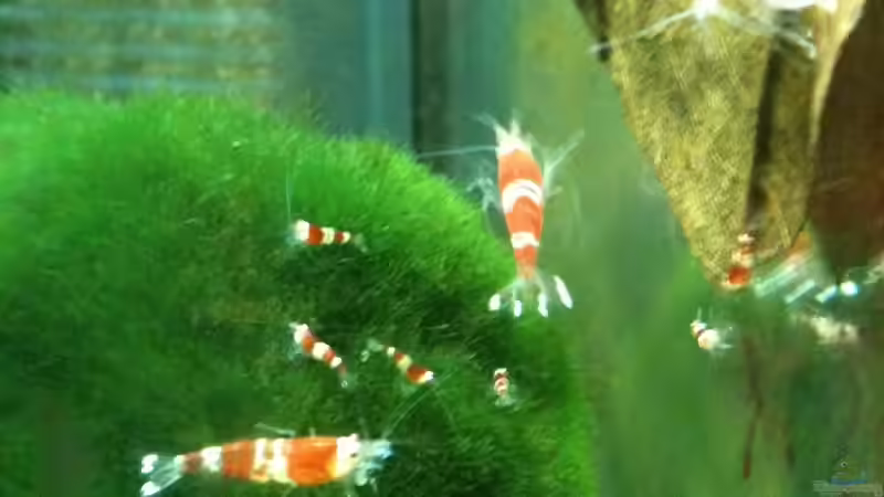 Crystal Reds in allen größen. von Red Belly (3)