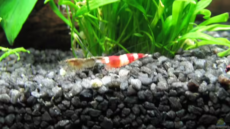 CrystalRed von Frank Wintermann (11)