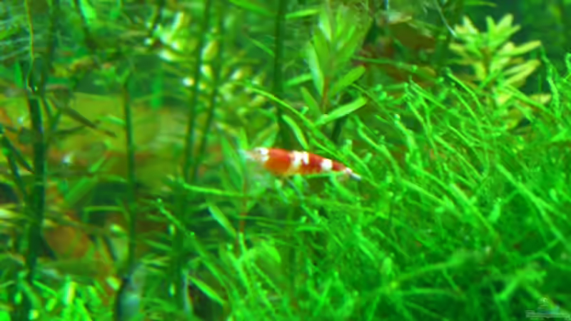 Crystel hält Ausschau von Paul (7)