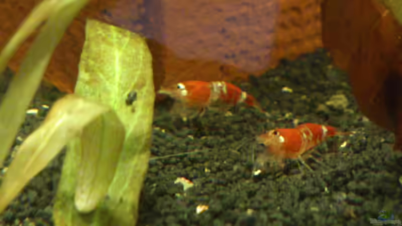 Crystel Red von Silvia78 (2)