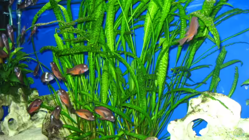 Crytocoryne von Gordon Gewiese (3)