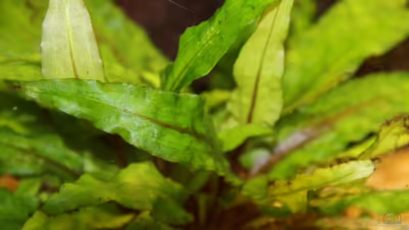 Crytocoryne von Sabrina Plankensteiner (25)