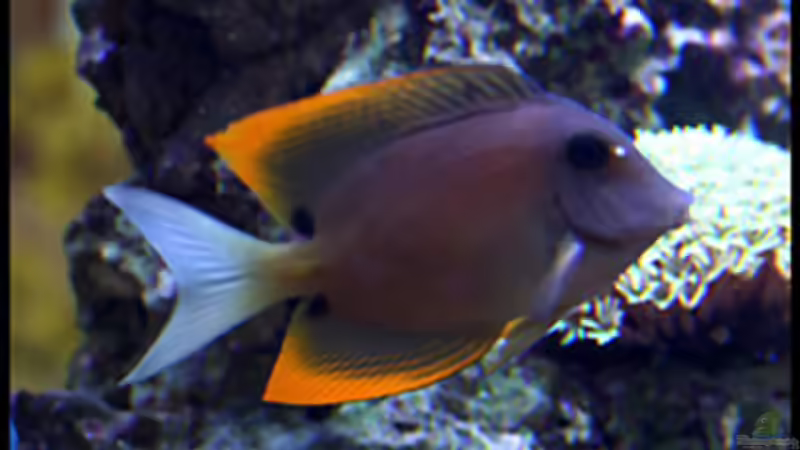 Ctenochaetus tominiensis von becki2 (9)