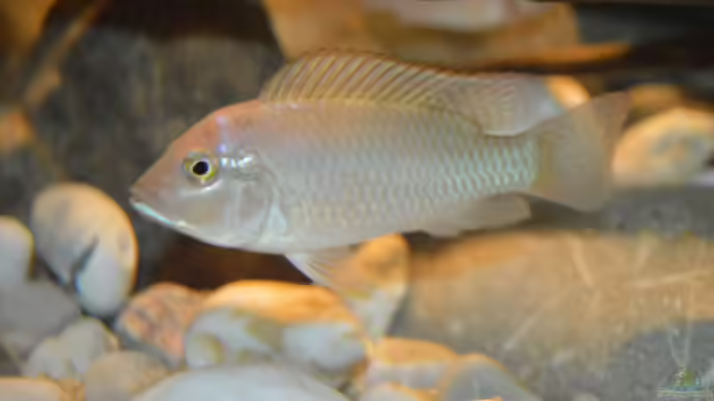 Ctenochromis Polli F1 male von David Breuers (24)
