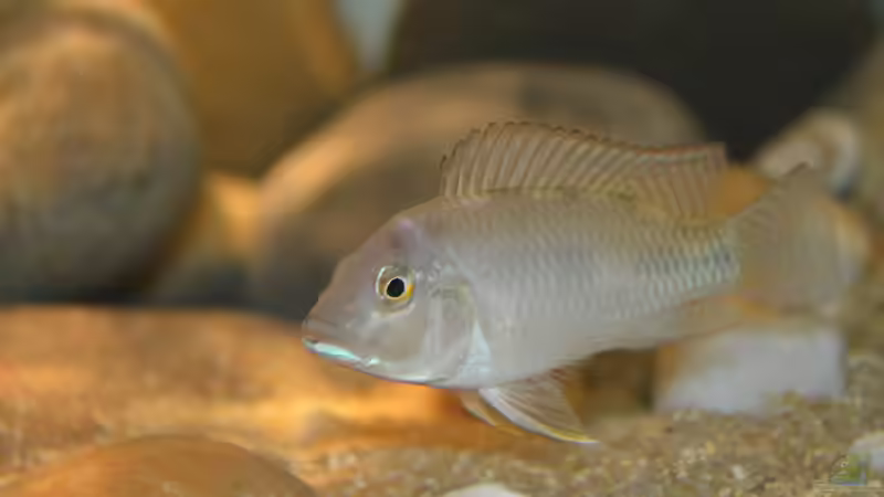 Ctenochromis polli im Aquarium halten (Einrichtungsbeispiele für Haplochromis polli)