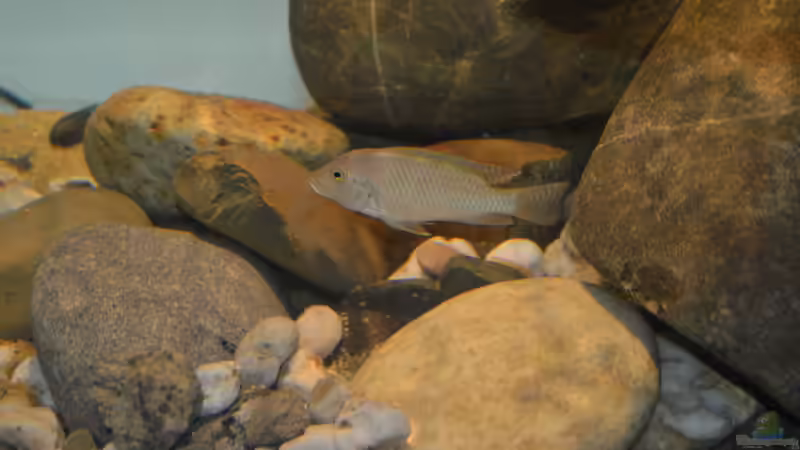 Ctenochromis Polli F1 von David Breuers (29)
