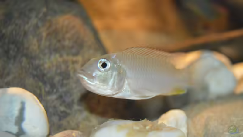 Ctenochromis Polli F1 von David Breuers (36)