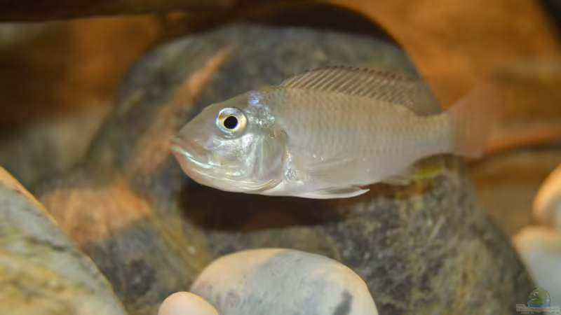 Ctenochromis Polli F1 weibchen mit Eiern im Maul von David Breuers (21)