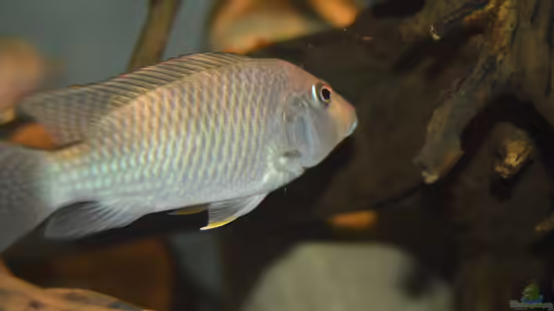 Ctenochromis polli im Aquarium halten (Einrichtungsbeispiele für Haplochromis polli)