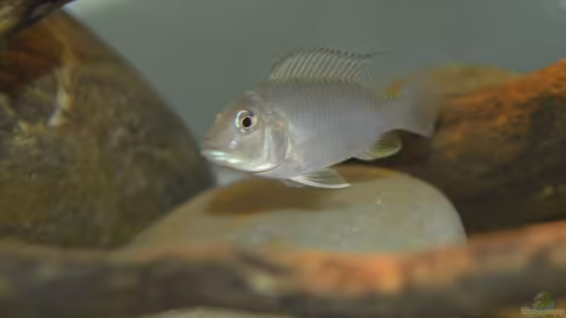 Ctenochromis polli im Aquarium halten (Einrichtungsbeispiele für Haplochromis polli)