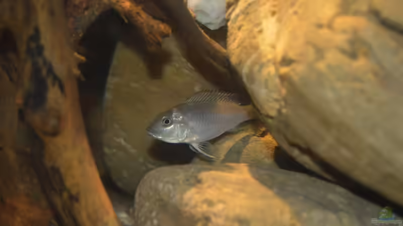 Ctenochromis Polli von David Breuers (15)