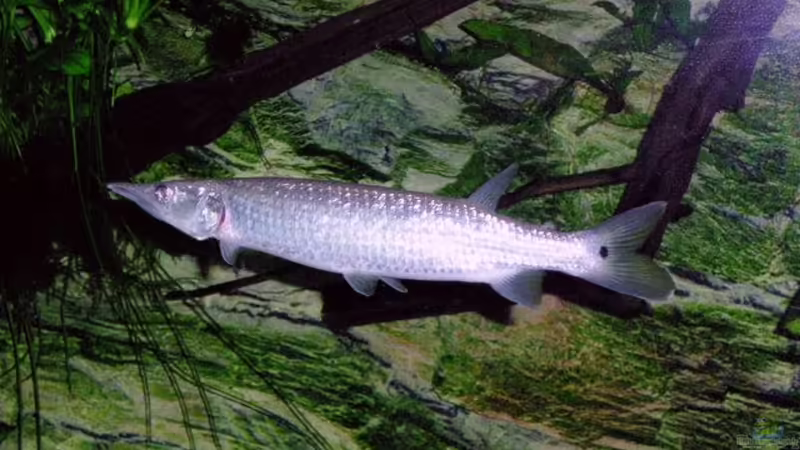 Ctenolucius hujeta von Jürgen Herb (9)