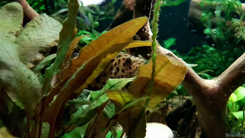 Aquarien mit Ctenopoma acutirostre (Leopardbuschfisch)