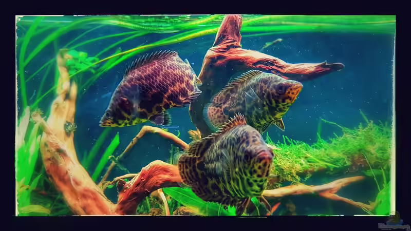 Aquarien mit Ctenopoma acutirostre (Leopardbuschfisch)