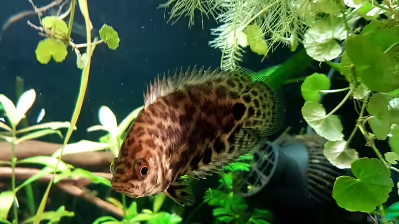 Ctenopoma im Aquarium halten (Einrichtungsbeispiele mit Ctenopoma-Arten)