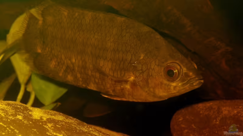 Ctenopoma nebulosum im Aquarium halten (Einrichtungsbeispiele für Niger-Buschfisch)