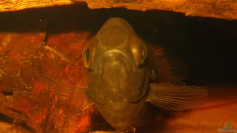 Ctenopoma nebulosum im Aquarium halten (Einrichtungsbeispiele für Niger-Buschfisch)