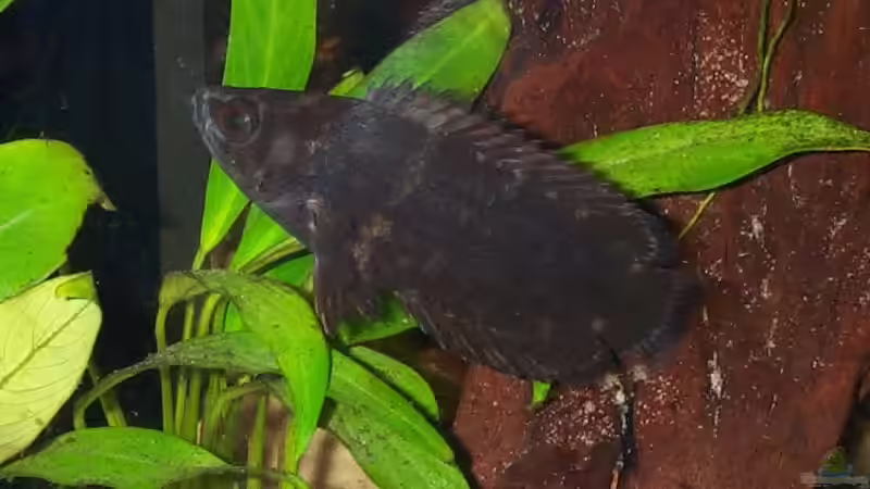 Ctenopoma spp. von Misanthrop (14)