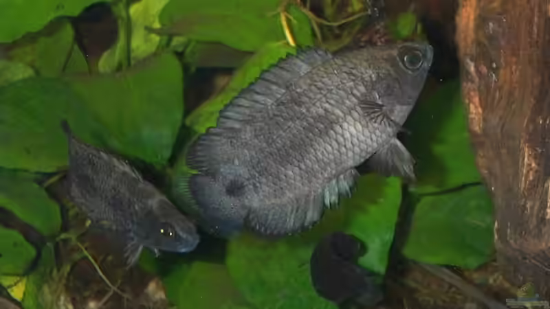 Ctenopoma spp. von Misanthrop (9)