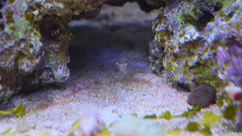 Cuapetes tenuipes von Junglist (37)