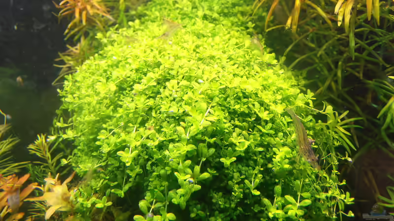 Cuba-Perlkraut auf Wurzel von achim-cool (8)