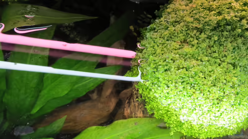 Cubakraut auf der Wurzel von Jan S. (14)