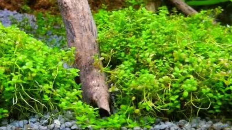 Cubanisches Perlkraut von Sambia (28)