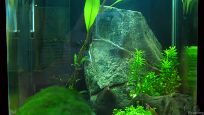 Cube 10l von schlagsahne (1)