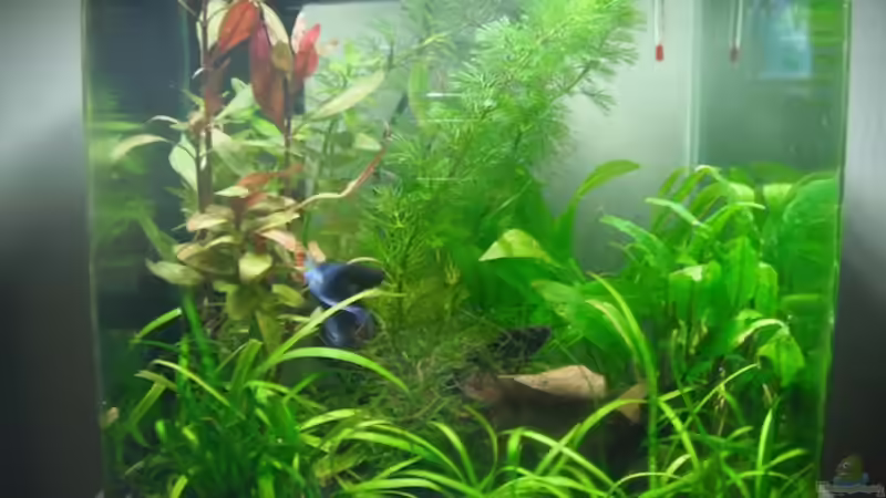 Cube ALT von schwefelfell (3)