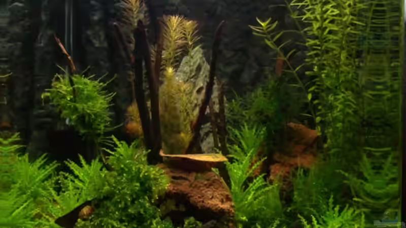 Cube nach 4 Wochen von Capitan Hook (5)