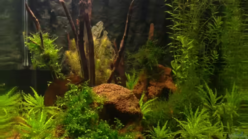 Cube nach zwei Wochen von Capitan Hook (4)