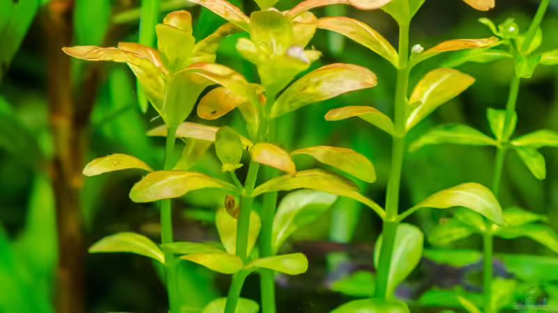 Cuphea anagalloidea  24.08.15 von Betta Chris (47)