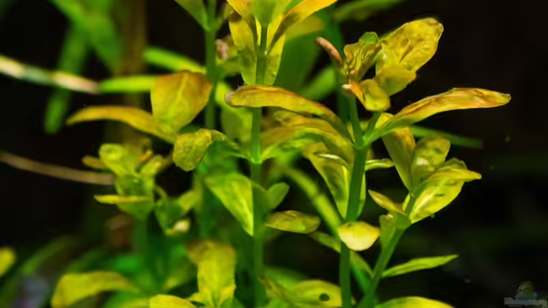 Cuphea anagalloidea 02.09.15 von Betta Chris (48)