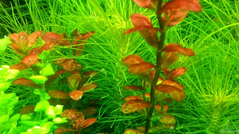 Cuphea anagalloidea von @mazonas (12)