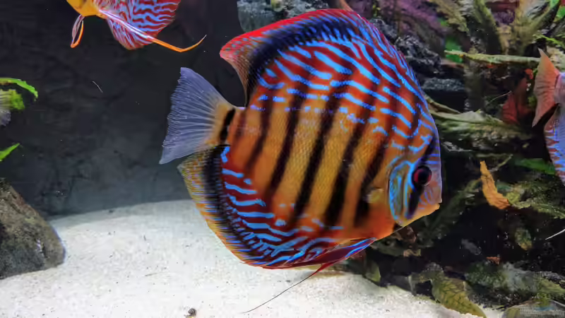 Curilenquer  von Vancouver2010 (1)