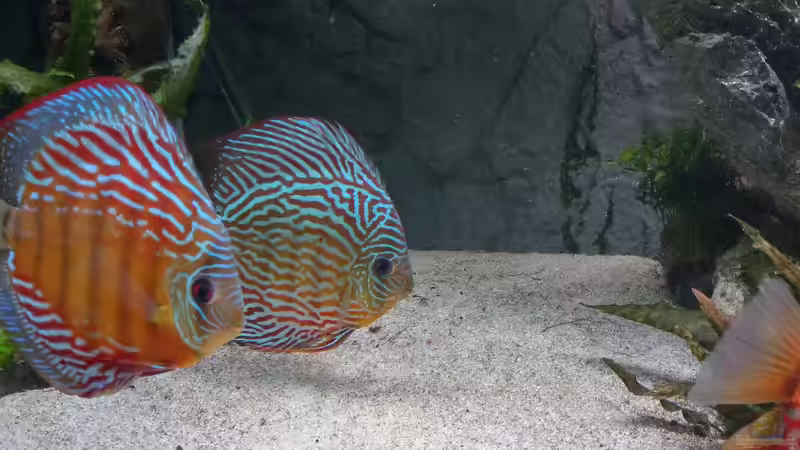 Curilquer & Snake Skin von Vancouver2010 (152)