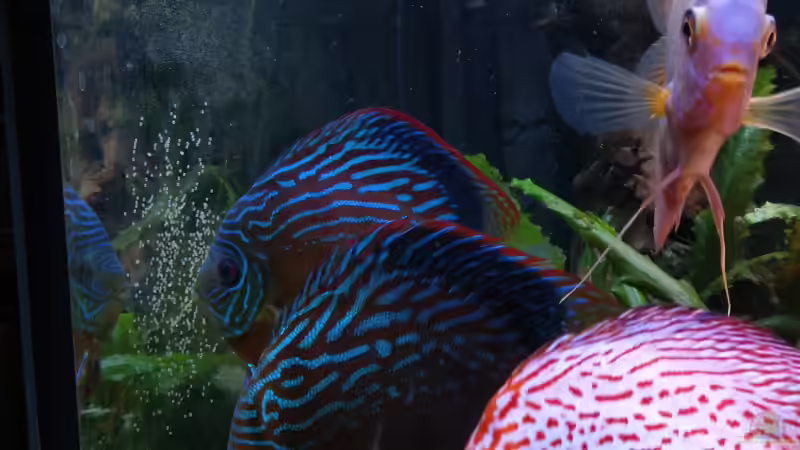 Curilquer Paar mit Gelege von Vancouver2010 (149)